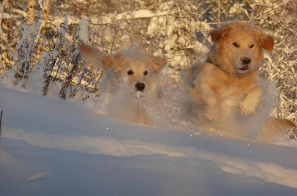 [ Golden Retriever ]
