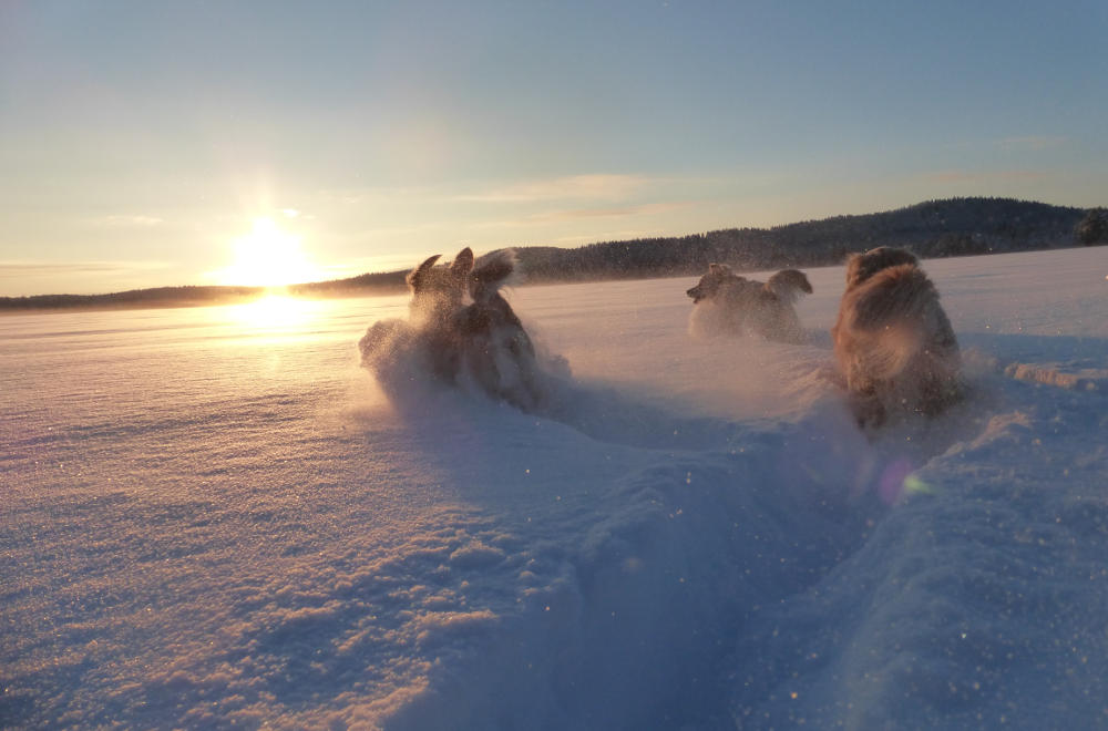 [ Golden Retriever ]